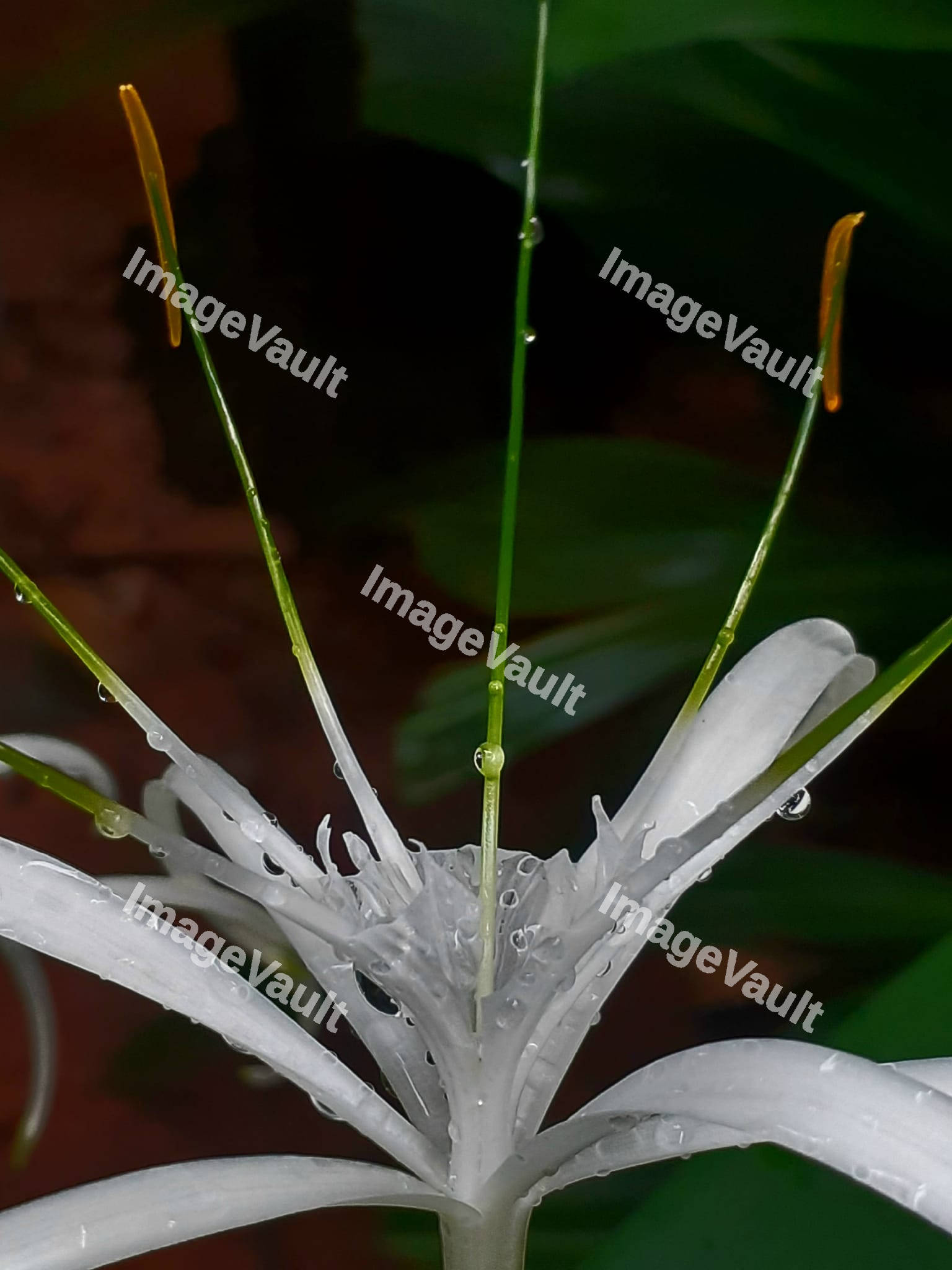 Spider Lily Flower
